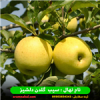 قیمت نهال سیب گلدن دلیشز