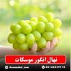 قیمت نهال انگور موسکات