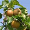 قیمت نهال گلابی سیبری