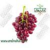 قیمت نهال انگور یاقوتی