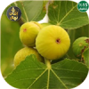 قیمت نهال انجیر زرد عسلی (حداقل ارسال 5 تا نهال...