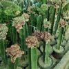 قیمت کاکتوس بزرگ افوربیا لاکتی پیوندی