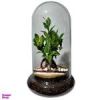 قیمت تراریوم بونسای فیکوس رتوزا کد 02