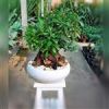 قیمت بنسای میخک هندی (پیتسپروم)