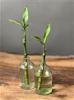 قیمت بچه بامبو (بامبو رومیزی – Baby Bamboo)