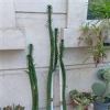 قیمت کاکتوس میله ای بلند اپونتیا سیلندریکا...