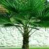 قیمت نخل زینتی پالم بادبزنی لاتانیا