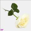 قیمت شاخه گل طبیعی رز هلندی ممتاز رنگ سفید