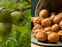 چرا گردوها پوک و بدون مغز می‌شوند؟