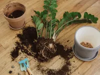 روش های نرم کردن خاک گلدان برای گیاه دوستان