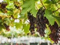کاشت و نگهداری نهال انگور موندراپ