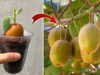 نحوه کاشت درخت کیوی در خانه و با بطری های پلاستیکی
