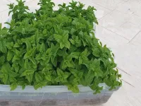 آموزش قدم به قدم کاشت نعنا در گلدان