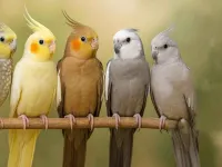 کدوم نژاد عروس هلندی از همه بهتره ؟