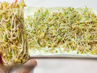 طرز تهیه جوانه ماش در خانه و خواص شگفت انگیز آن