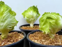 آموزش کاشت کاهو در گلدان