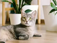 گیاهان بی خطر برای سگ و گربه/ راهنمایی برای خانه های دارای حیوان خانگی