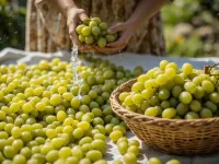 طرز تهیه کشمش سبز قلمی در خانه به دو روش سنتی و سریع