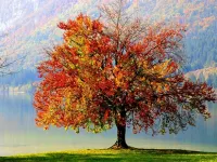 شعر قدیمی فوق العاده زیبای درخت برای کودکان