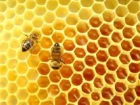 شعر درباره کندو عسل بنام خونه ی شیرین برای کودکان