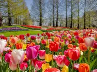 معرفی زیباترین اسم های گل برای دختر با حرف ل