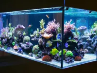راهنمای جامع انواع ماهی های آکواریومی برای مبتدیان