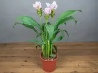 راهنمای جامع نگهداری و خرید ارکیده فیلیپینی (خوشه آویز)