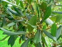 راهنمای کامل کاشت و نگهداری گیاه برگ بو و خواص دارویی آن