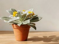 راهنمای کامل نگهداری از سنکیو بال فرشته
