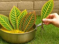 فرمولی برای ریشه زدن هر گیاهی (فقط ۱ ماده تشکیل دهنده)