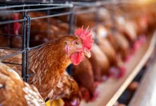 علت بی اشتهایی مرغ و راهکار درمان