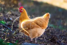 آشنایی با خصوصیات مرغ نژاد ارپینگتون و نحوه نگهداری آن