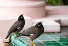 چرا مرغ مینای من حرف نمی زند؟