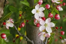 چرا شکوفه و میوه درختان می‌ریزد؟