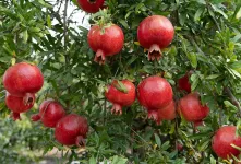 تبدیل انار ترش به شیرین ، راهکارهای موثر برای باغداران