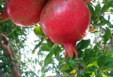 چگونه نمک می‌تواند بر سلامت درخت انار تاثیر بگذارد؟