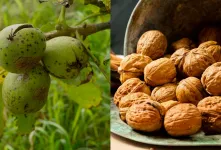 چرا گردوها پوک و بدون مغز می‌شوند؟