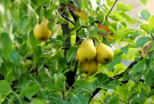 بهترین کود برای رشد سریع درخت گلابی