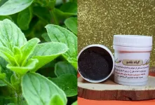 گیاه بولدو (بلدو) / خواص درمانی و روش های مصرف آن