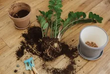 روش های نرم کردن خاک گلدان برای گیاه دوستان