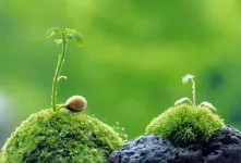 ۱۱ مزیت دارویی و درمانی گیاه اشنه