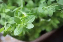 مزایای پونه برای دل درد / درمانی طبیعی و موثر
