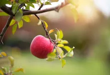 علت میوه ندادن درخت سیب و راه های افزایش باردهی