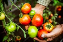 علت قرمز نشدن گوجه فرنگی و راهکارهای بهبود آن