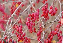 انتخاب بهترین کود برای رشد سریع درخت زرشک