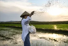 چه نوع کودی برای برداشت ۲ برابری برنج مناسب است ؟