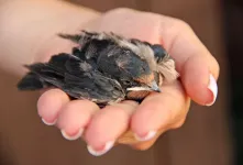 ۶ علائم گرمازدگی در پرندگان و نجات سریع جان پرنده
