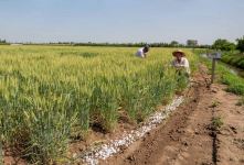 مزایای سولفات آمونیوم در کشاورزی و افزایش بهره وری خاک
