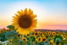 بهترین کود برای رشد آفتابگردان / کوددهی از کاشت تا برداشت