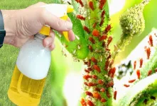 آموزش ساخت حشره کش ارگانیک فلفلی برای انواع گیاهان